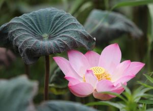 Leading Lotus365 Review 2026: Bonus, App, Withdrawal Tested