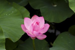 How to Lotus365 Betting Options Review 2026: Bonus, App, Withdrawal Tested